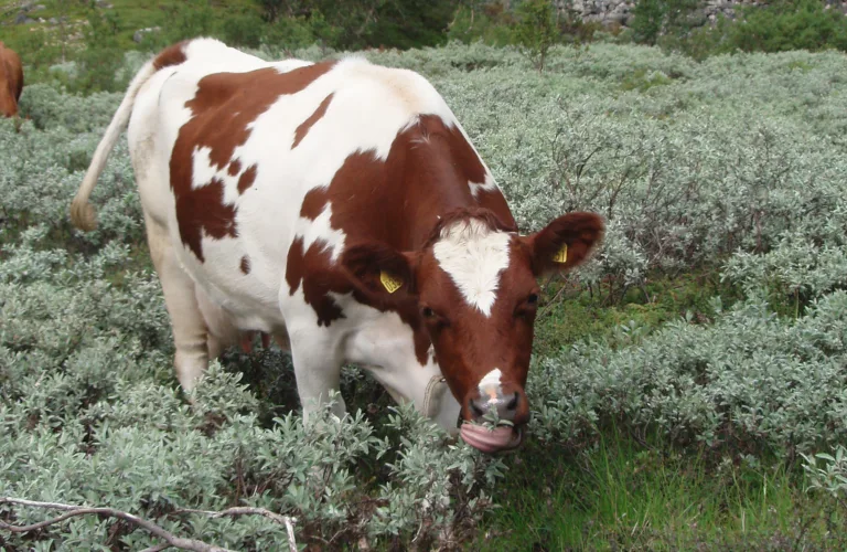 Kobolt for nitrogenfiksering og B12