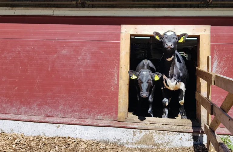 Tips til løsningar på mosjonskravet for mjølkekyr
