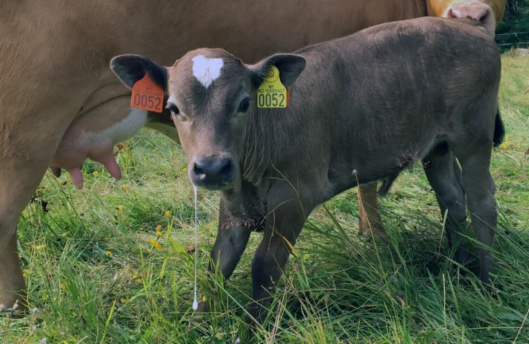 Hvordan skille ku og kalv?