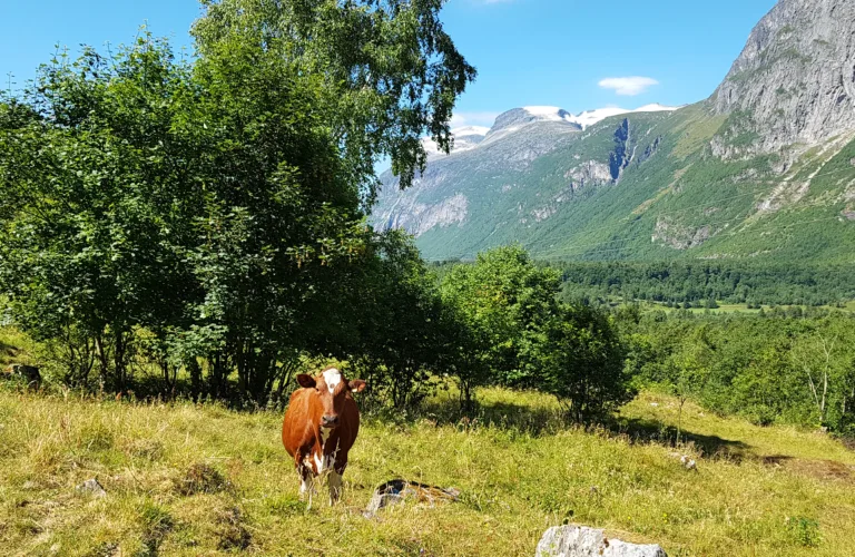 Beite- og mosjonskravet for storfe