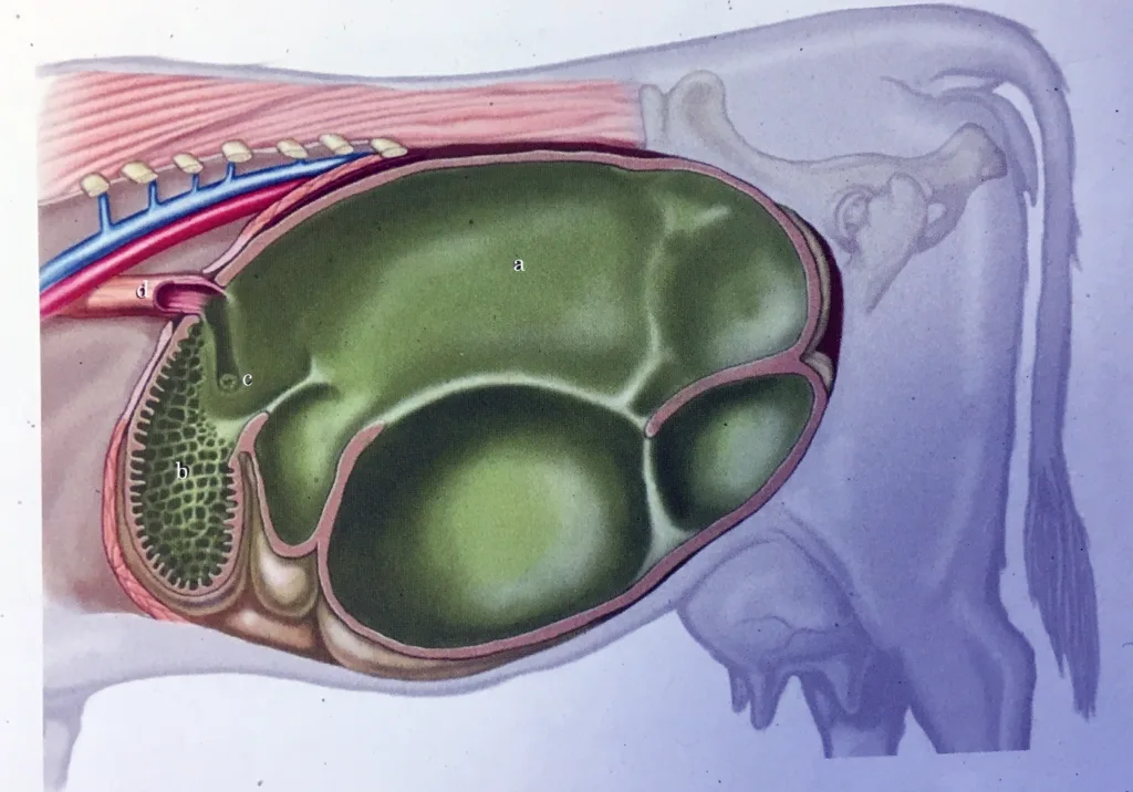 Illustrasjon viser vom (a) og nettmage (b) hos ku. Før fôret kan forlate vomma må det være så oppdelt og bearbeidet at det kan gå gjennom det lille hullet (c) (latin: reticulo- omasal orifice) som fører fôret videre til bladmagen. Mellom spiserøret (d) og det lille hullet (c) ligger bollerenna som er i bruk hos kalven slik at melka renner direkte til bladmagen uten å gå om vomma