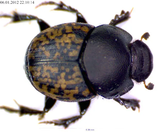 Sandgjødselgraver er en sterkt truet bille som lever i ugjødslede beitemarker. Den er avhengig av sandjord og husdyrgjødsel, og sannsynligvis må gjødsla være av den gammeldagse sorten som er fast og trivelig å arbeide med. Sandgjødselgraver finnes i Telemark og Østfold