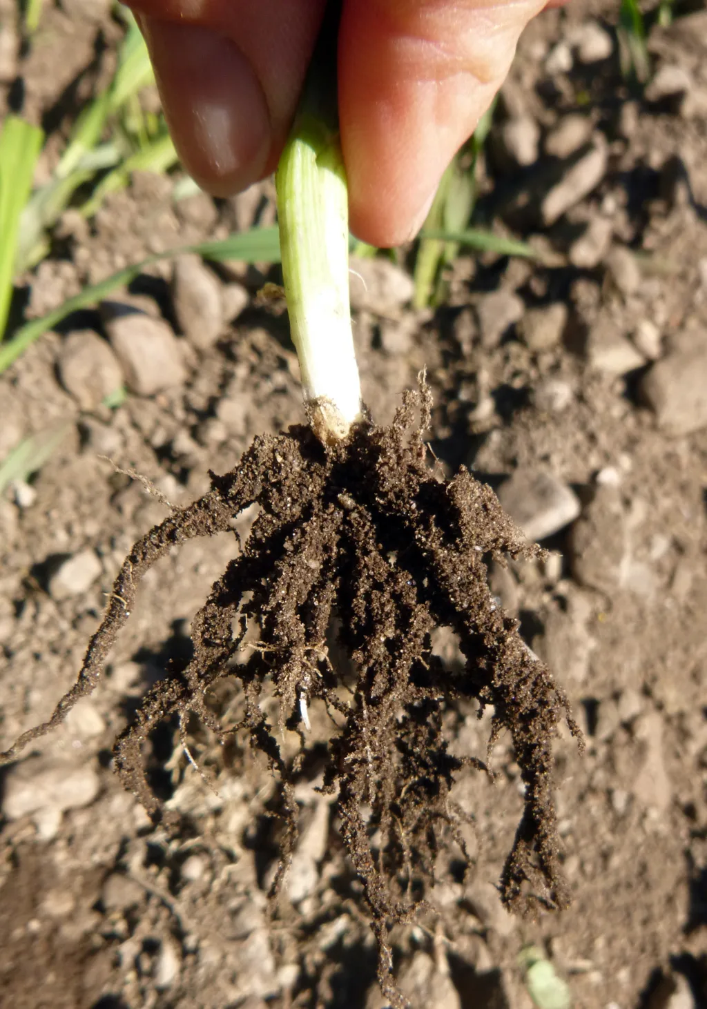 Planterøtter skiller ut ulike roteksudater som sammen med jordliv danner jordaggregater som en slags «jordpels» på røttene.