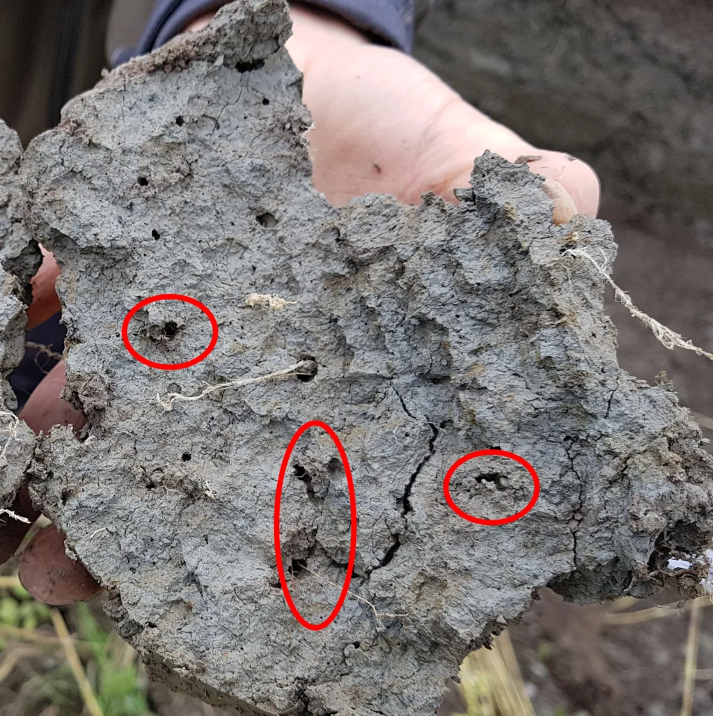 Leirjord fra ca. 30 cm dyp, med ganger etter meitemark og røtter. I og rundt mange av hullene kan du se brunfarget organisk materiale med mer karbon enn i jorda ellers. Det stammer fra meitemarkskit, mikroorganismer og planterøtter som lever i meitemarkgangene