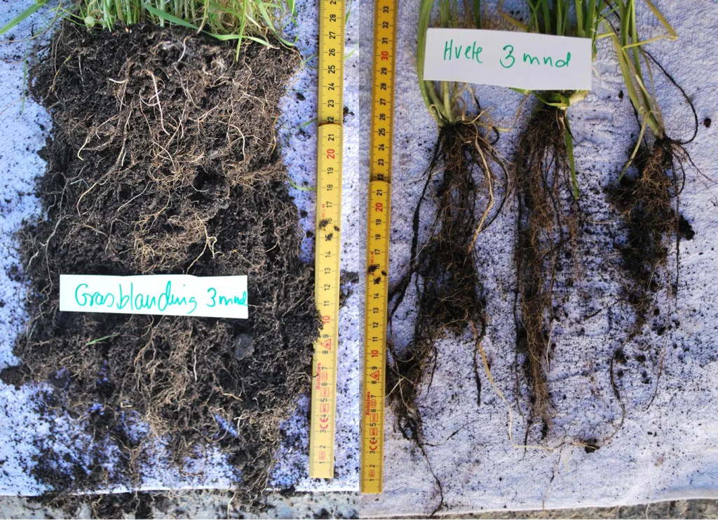 Rotutvikling og aggregering av jord på og rundt røttene til tre måneder gamle planter. Engfrøblanding med rød- og kvitkløver og grasartene timotei, engsvingel og engrapp til venstre, hveteplanter til høyre. Planterøtter bidrar til at karbonholdige stoffer kommer ned i jorda, samt at jordaggregater med karbon ikke vaskes så lett ut med regnvann eller ved erosjon. Mikrobiologi i rotsonen er også viktig for å holde jordpartiklene sammen og for karbonflyten i jord