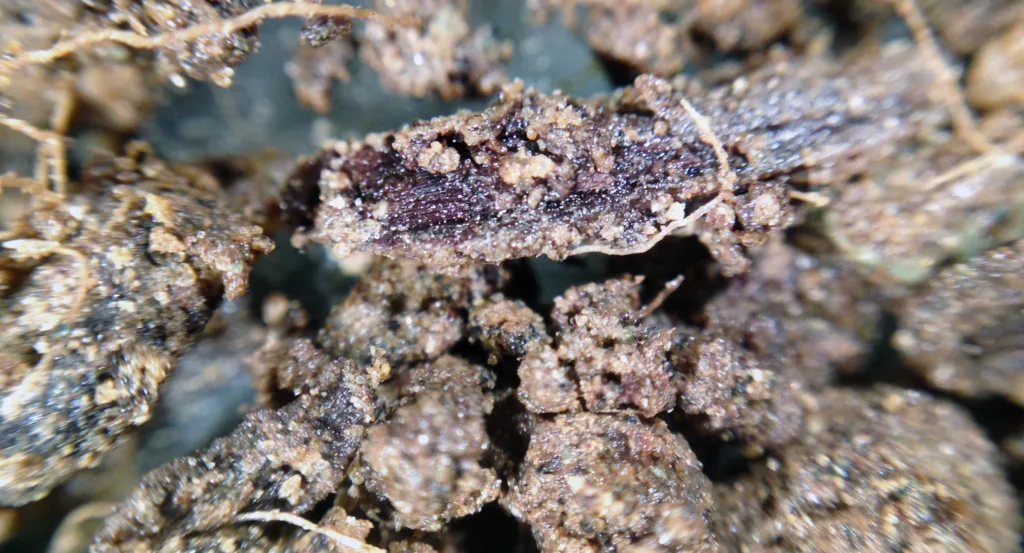 En synlig planterest (brun) med karbon i celleveggene under omdanning til andre former for organisk materiale i jord. Øverst til venstre og litt ellers ses noen rester etter planterøtter