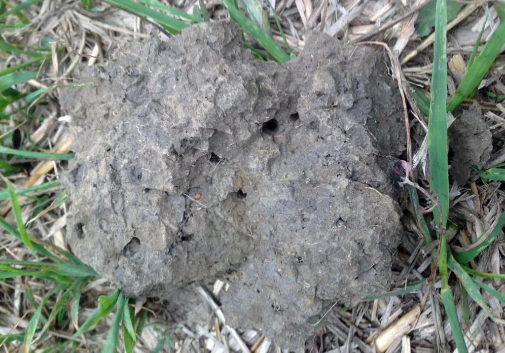 I leirholdig jord er verdiene som glødetapanalysen gir mest forskjellig fra det virkelige innholdet av organisk materiale.