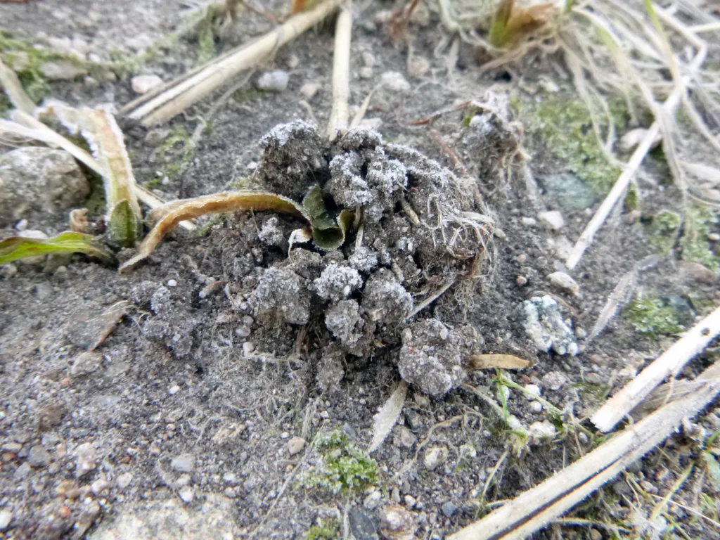 Det er diffus overgang mellom levende og dødt organisk materiale i jord. Humus- og moldmolekyler i jorda kan sees på som iskrystaller; ingen er helt like, men de kan både vokse og minke avhengig av kjemiske, biologiske og fysiske prosesser i jorda. Illustrert her ved iskrystaller på meitemarkekskrementer (haugen med jordklumper) med delvis omdannete grasrester på kantene og et blad som marken har prøvd å dra ned i gangen sin