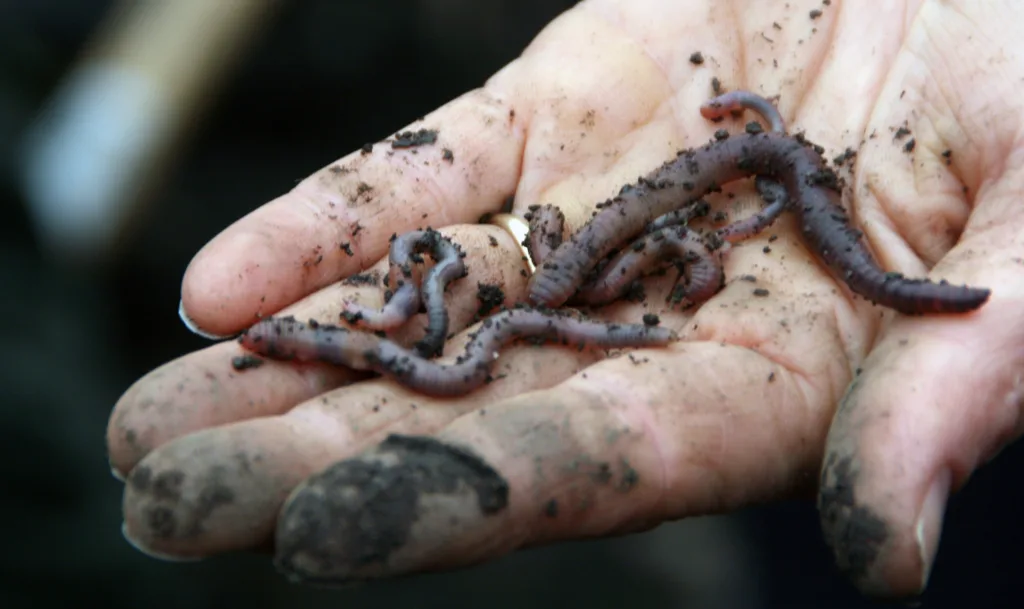 Allerede rundt 1850 sa Darwin at meitemarken var verdens viktigste husdyr. Gi dem mat, og de gir deg god jordstruktur tilbake