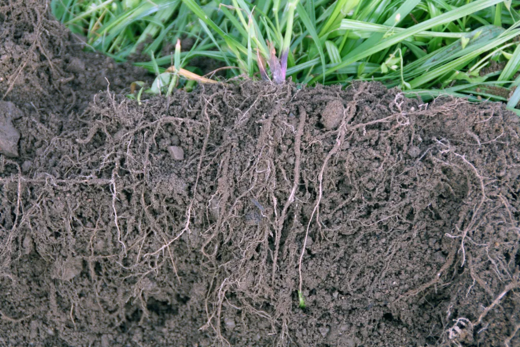 God plantevekst gir fine gryn, sjøl på sand og silt