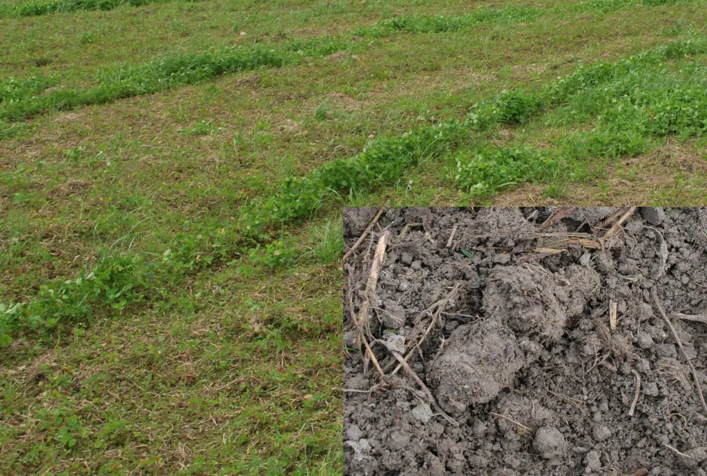 Overflatekompostert grønnmasse av raigras og kvitkløver som i fjor var underkultur i grønnfor. Melkesyrebakteriene i fermentet liker godt stivelsen i grønnmassen og kvekerøttene. Rester av kvekerøttene var brune som ensilasje (nærbilde). To uker med regn hadde gjort at de ikke hadde fått sådd enda, det skulle freses grunt en gang til før såing av korn med underkultur. Man ser også tydelig at der fresen ikke har overlappet godt nok, er det planter i god vekst.