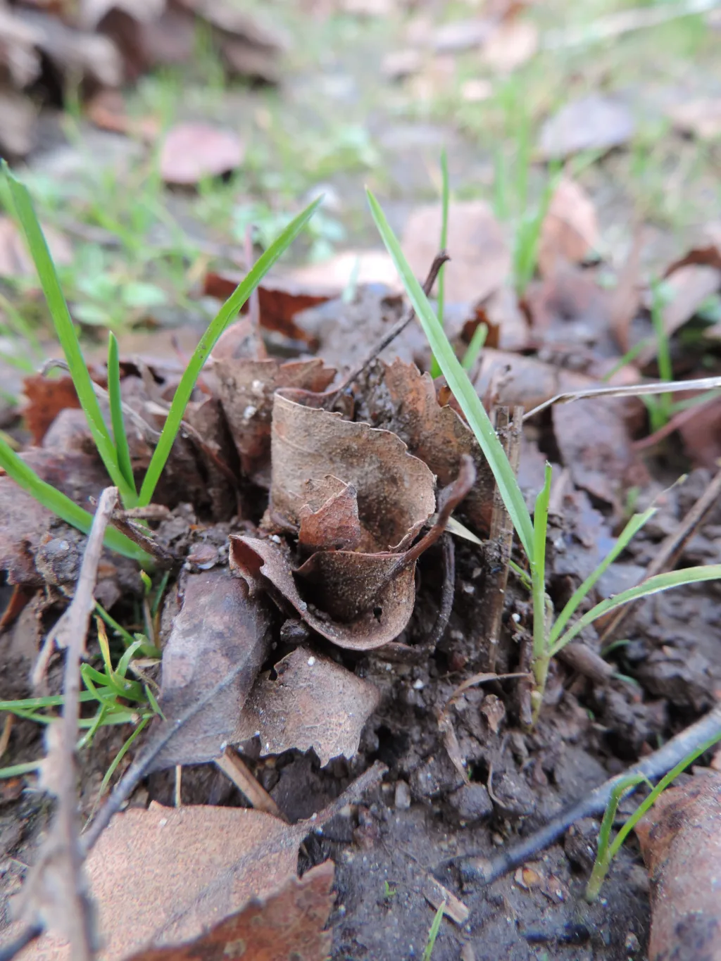 Her holder en meitemark på å dra løv ned under bakken