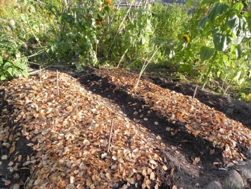 Avlingsrester og løv egner seg godt som vinterdyne for jordorganismene