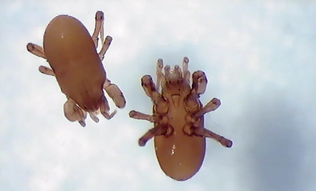 To rovmidd fra en jordprøve. Oversiden opp (t.v.) og undersiden opp (t.h.)