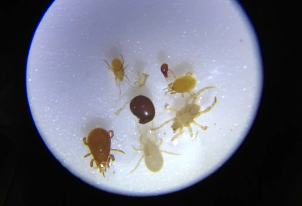 Et utvalg midd fra jord i eng og en kjøkkenhage, sett gjennom lupe. Her er det både store og små midd, rovmidd og hornmidd, voksne og nymfer. Den brune nede til venstre er en typisk mesostigmat rovmidd og den mørkebrune i midten og den lille brune oppe til høyre er typiske horn-/pansermidd. De to store lysest, er unge individer av mesostigmate midd. Det er ingen prostigmate midd på bildet