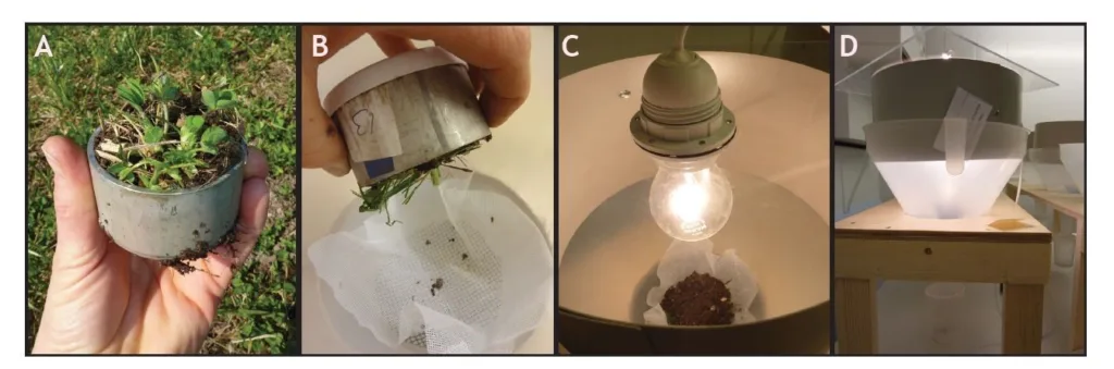 Utdrivning av midd fra jordprøver. A. En ring skjæres og bankes forsiktig ned i jorda og et lokk has på både i bunnen og på toppen for at middene ikke skal rømme. B. Prøven tas ut av metallringen og legges på en netting med toppen ned. C. En 40 w lyspære over varmer opp jorda, og dyrene vil trekke seg unna og nedover og ut av jorda. D. Utdrivningsutstyret sett fra siden. Dyra faller til slutt ned i en boks som står/henger under utdrivningstrakten. Selve utdrivningen av dyra tar ca. en uke for en prøve på ca 1,5 dl slik som på bildene. Jord og planterøtter kan også bare legges forsiktig opp nettet