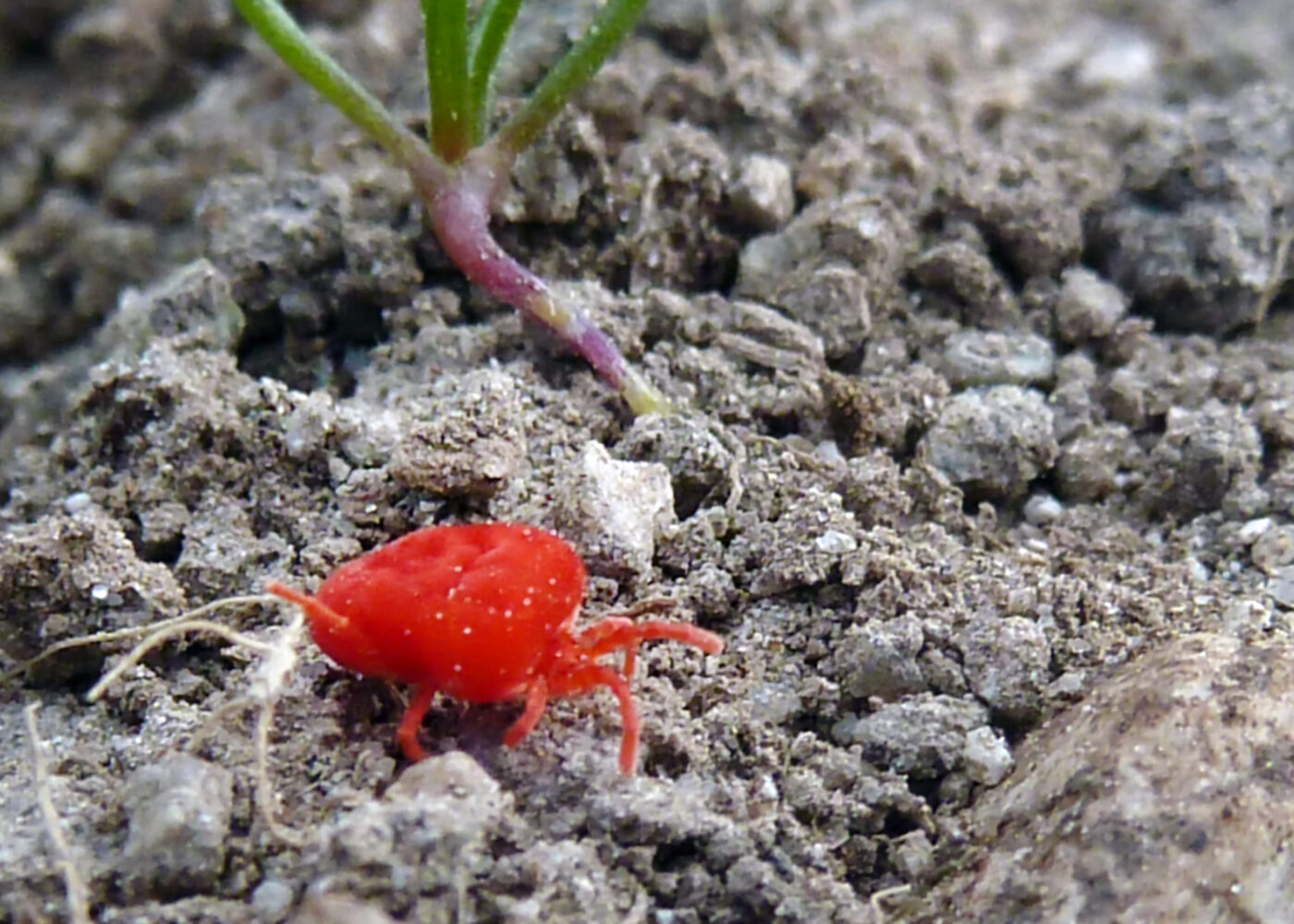 Jordlevende midd - jordas glemte nyttedyr