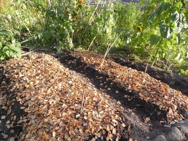 Avlingsrester og løv egner seg godt som vinterdyne for jordorganismene