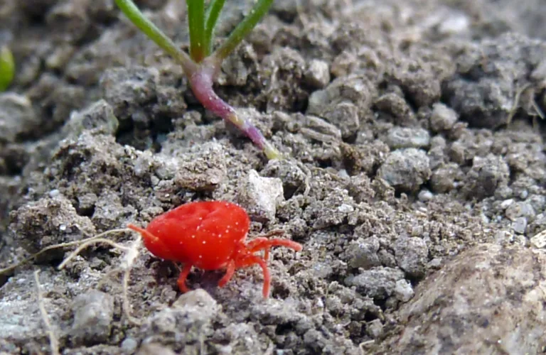 Jordlevende midd - jordas glemte nyttedyr