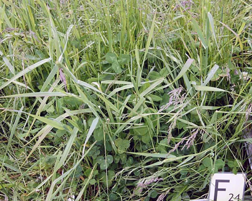 26% kløver. Gjødsling om våren med 2,5 tonn per daa, bløtgjødsel fra ku. Avling: 330 kg ts/daa for denne slåtten. Anslått mengde nitrogen tilført via biologisk nitrogenbinding: 11 kg N per daa.