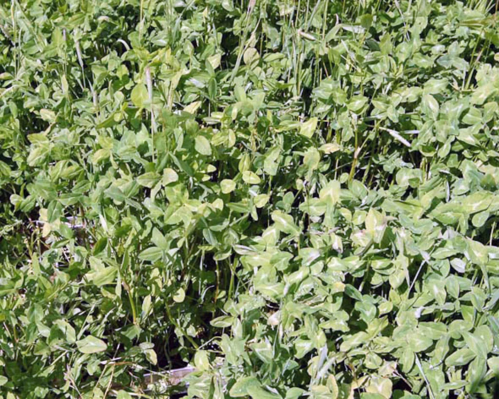 90% kløver. Ingen gjødsling dette året. Avling denne slåtten: 410 kg ts/daa. Anslått mengde nitrogen tilført via biologisk nitrogenbinding: 16 kg N per daa.