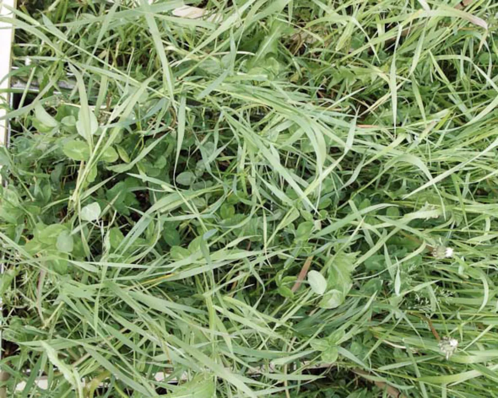 15% kløver. Ingen gjødsling dette året. Første slått. Avling 440 kg tørrstoff per dekar i denne slåtten. Anslått mengde nitrogen tilført via biologisk nitrogenbinding: 3 kg N/daa.