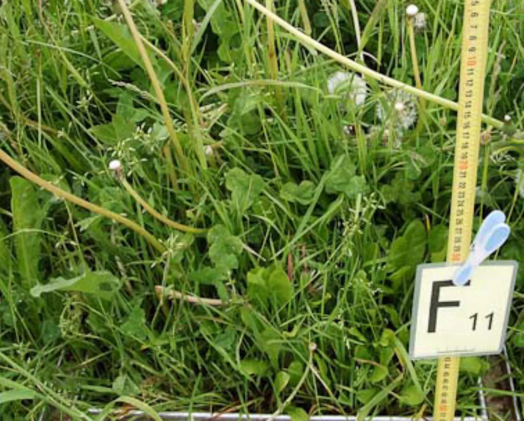 11% kløver. Gjødsling om våren med 2,5 tonn/daa, bløtgjødsel fra ku. Første slått. Avling denne slåtten: 360 kg ts/daa. Anslått mengde nitrogen tilført via biologisk nitrogenbinding: 2 kg N per daa.