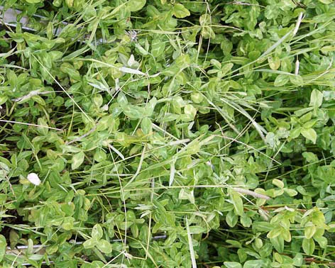 64% kløver. Ingen gjødsling dette året. Første slått. Avling denne slåtten: 310 kg ts/daa. Anslått mengde nitrogen tilført via biologisk nitrogenbinding: 9 kg N per daa.