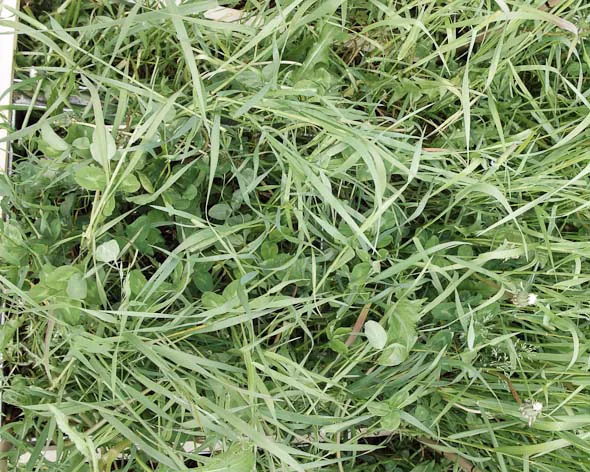 15% kløver. Ingen gjødsling dette året. Første slått. Avling 440 kg tørrstoff per dekar i denne slåtten. Anslått mengde nitrogen tilført via biologisk nitrogenbinding: 3 kg N/daa.