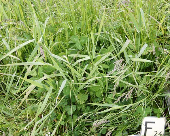 26% kløver. Gjødsling om våren med 2,5 tonn/daa, bløtgjødsel fra ku. Første slått. Avling denne slåtten: 520 kg ts/daa. Anslått mengde nitrogen tilført via biologisk nitrogenbinding: 6 kg N per daa.