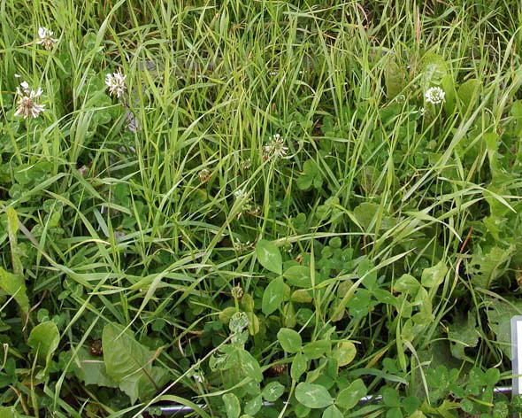 22% kløver. Ingen gjødsling. Første slått. Avling denne slåtten: 220 kg ts/daa. Anslått mengde nitrogen tilført via biologisk nitrogenbinding: 2 kg N per daa.