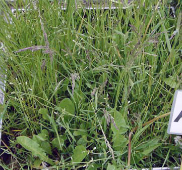 Bilde Test 25 1 1% kløver i enga. Ingen gjødsling dette året. Avling 260 kg tørrstoff per dekar i denne slåtten. Ingen biologisk nitrogenbinding. Foto: Sissel Hansen