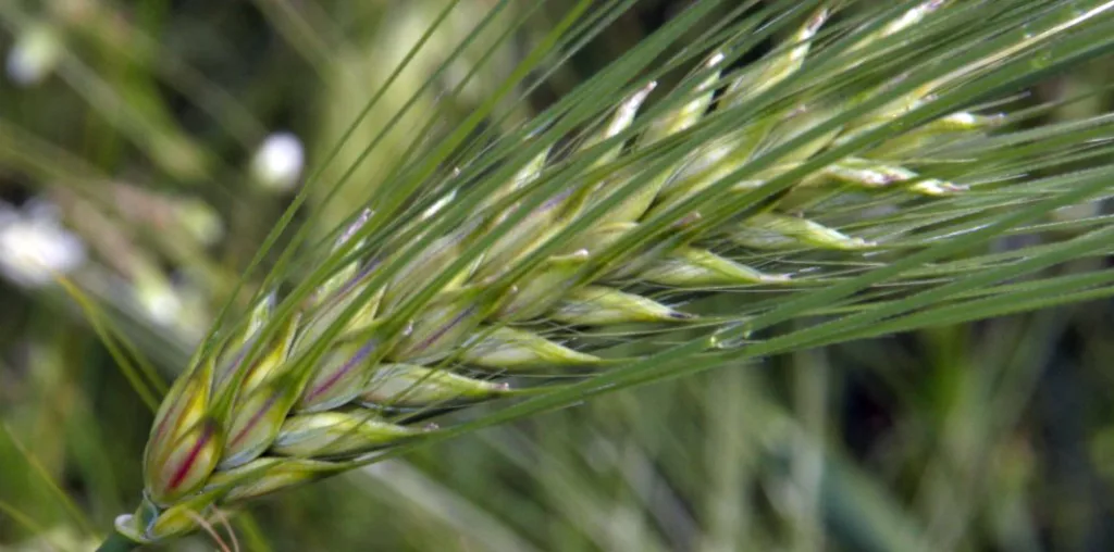 Seksradsbyggsorten Brage tåler klimaet i Nord- Østerdalen