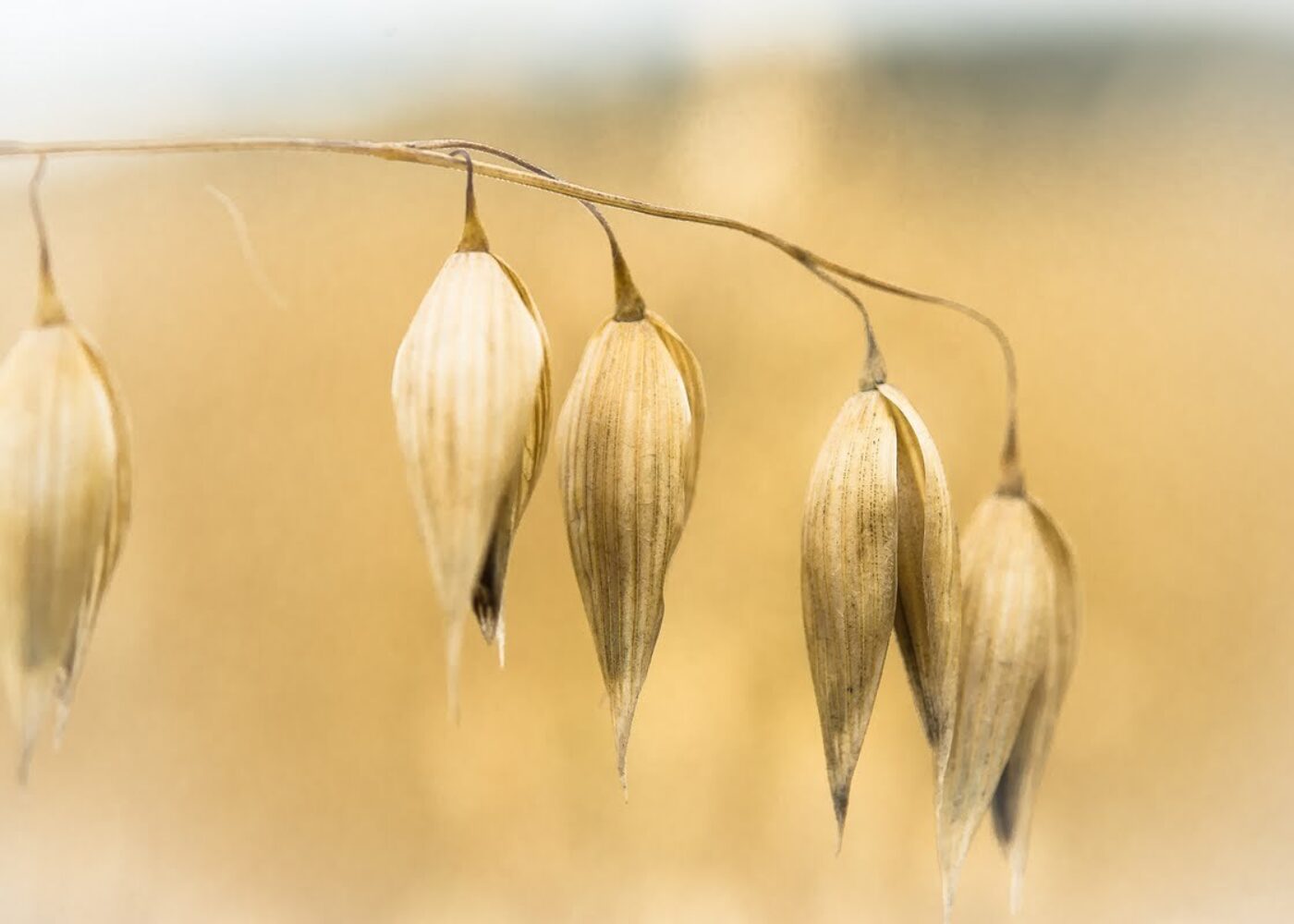 Lønnsomt med økokorn
