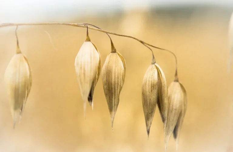 Lønnsomt med økokorn