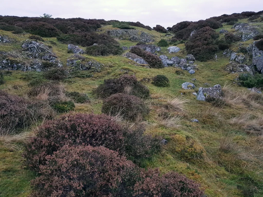 På kysten kan vi finne naturbeitemark som mosaikk i kystlynghei. Ved for lavt beitetrykk vil lyng og einer vokse inn i de grasdominerte feltene slik at naturbeitemarka etterhvert blir borte. Dette er i ferd med å skje på denne lokaliteten i Smøla kommune. På 90-tallet ble det på denne lokaliteten registrert 20 naturengplanter og 29 arter beitemarkssopp. Selv på en slik liten grasflekk som bildet viser, kan det finnes et stort antall beitemarkssopp. Det haster med å brenne lyng og øke beitetrykket for å ta vare på beitekvaliteten og artsmangfoldet