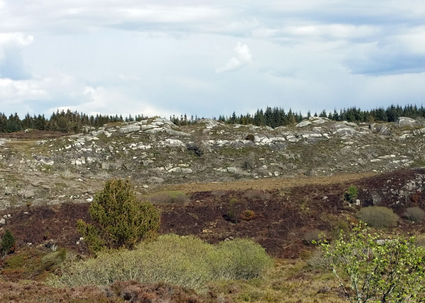 Skjøtsel av kystlynghei