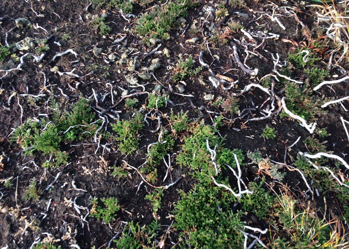 Lyngbrenning er viktig skjøtsel