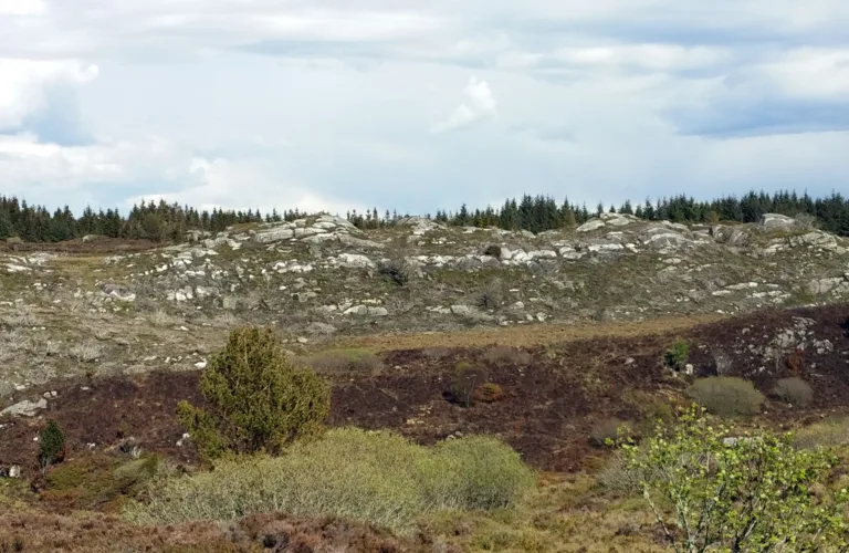 Skjøtsel av kystlynghei