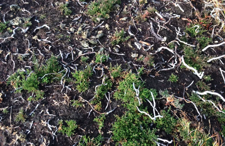 Lyngbrenning er viktig skjøtsel