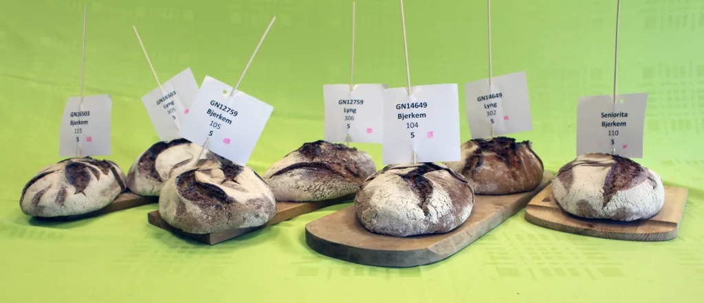 Mel fra kornsorter under testing ga flotte surdeigsbrød