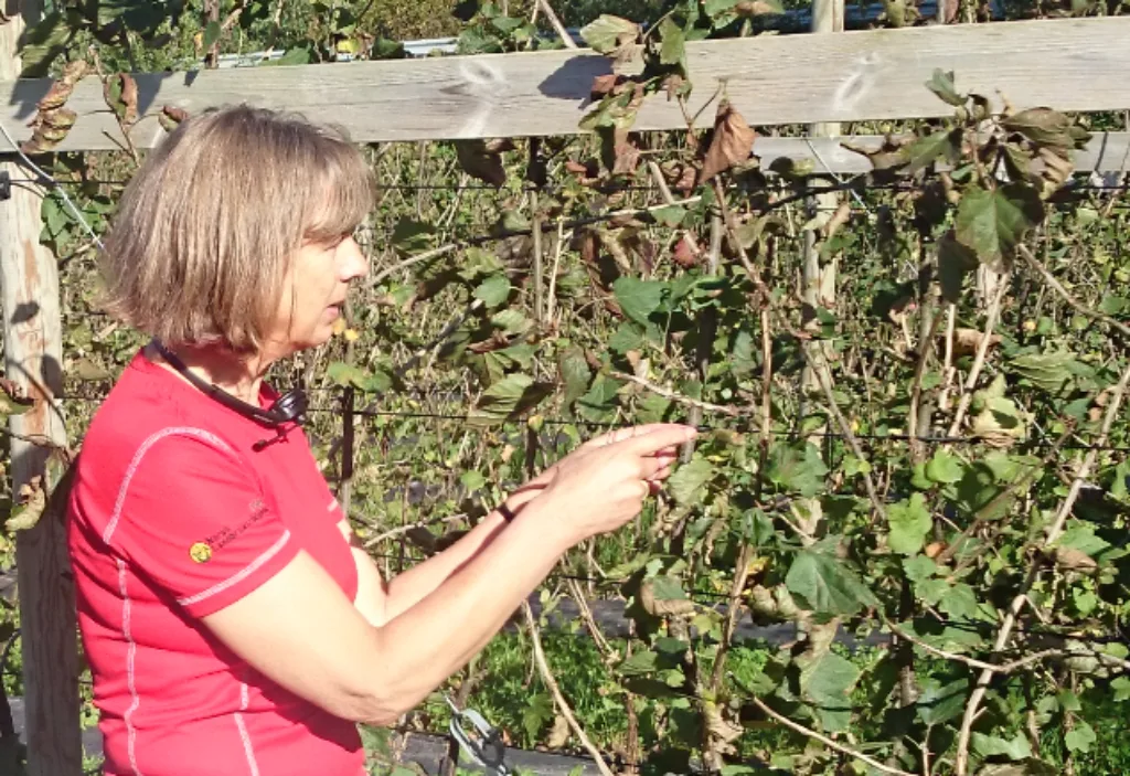 Sigrid Mogan er fagkoordinator for frukt og bær i Norsk Landbruksrådgiving. Ho samarbeider med føregangsfylke frukt og bær, og har arbeidd mykje med tilgang på plantevernmiddel til økologisk bruk.