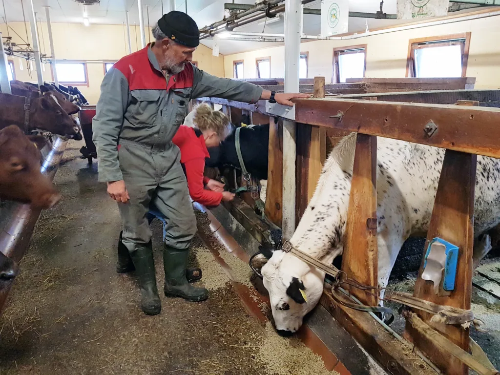 Hans Erik viser fram fjøsinnredningen som har holdt stand siden fjøset ble bygget i 1983, mens Ragnhild får arbeidet unna