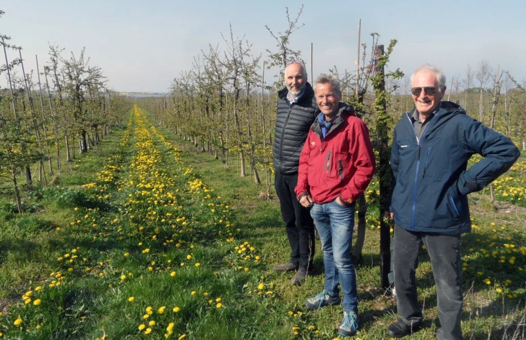 Imponerende lengde på frukttreradene, synes Leif Øie, Lars Nå og Halvard Moen