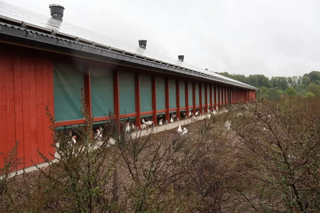 Her har hønene tilgang fra verandaen og ut til uteområde.
