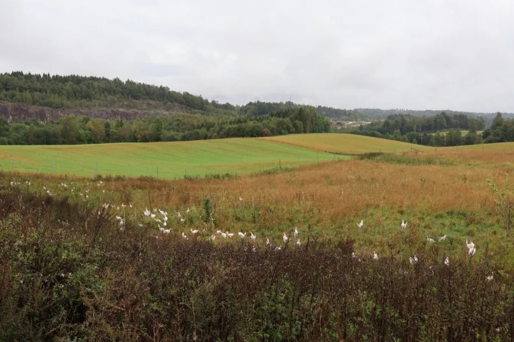 Det grønne område ved skogen til venstre på bilde er del av uteområde, men siden hønene ikke går så langt dyrkes det korn her.