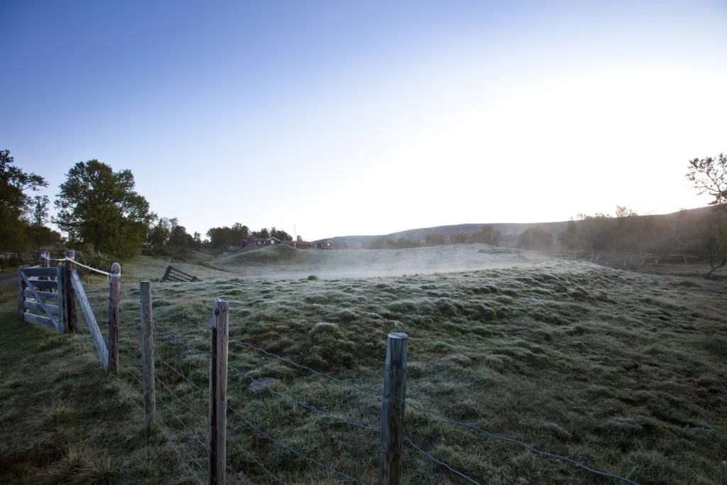 Om sommeren vandrer dyra fritt i utmarka om dagen. Natta tilbringer de på setervollen. Om sommeren vandrer dyra fritt i utmarka om dagen. Natta tilbringer de på setervollen.