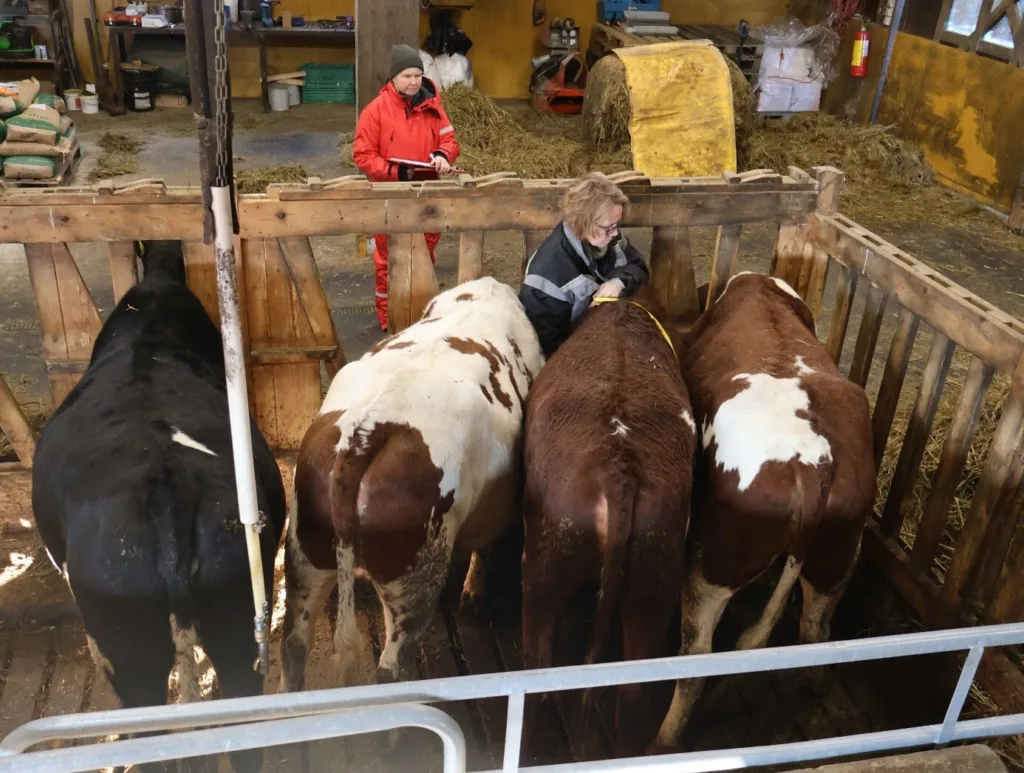 Veterinær Berit foretar brystmålinger mens forsøkstekniker Peggy noterer. Veterinær Berit foretar brystmålinger mens forsøkstekniker Peggy noterer.