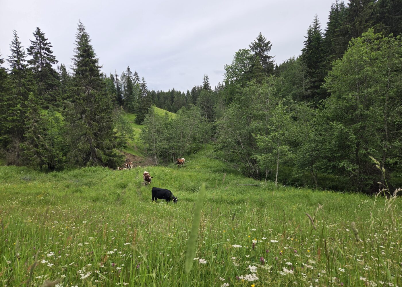 Beitekjøtt med merverdi fra ravinene Beitekjøtt med merverdi fra ravinene
