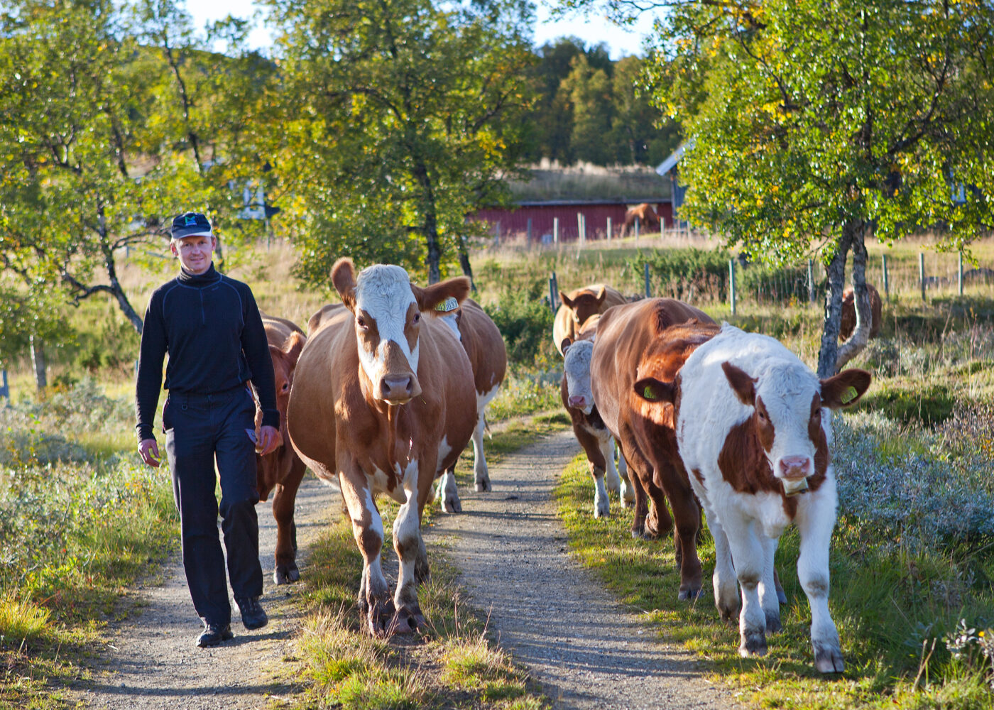 Beitende beredskap i utmarka Beitende beredskap i utmarka